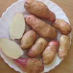 Varietà di patate americana (rosa precoce)