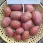 Varietà di patate Alvar