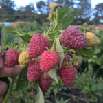 Raspberry variety Joan J (Joan J)