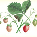 Strawberry variety Victoria