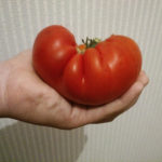 Tomatenras Hlebosolny