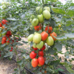 Tomato variety Cascade