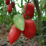 Varietà di pomodoro Koenigsberg