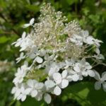 Hydrangea paniculata Phantom