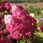 Hydrangea paniculata Fraise melba