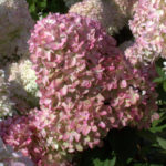 Hydrangea paniculata Магическа свещ