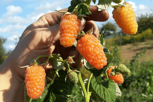 Raspberry variëteit Oranje wonder