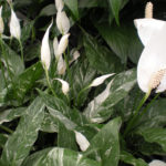 Сорт Spathiphyllum Domino