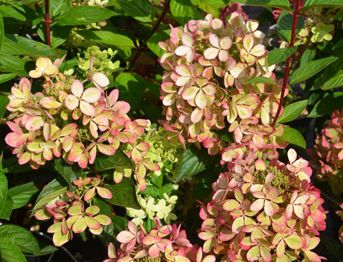 Hydrangea paniculata pastelovo zelená