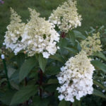 Hydrangea paniculata Candelight (свещ)