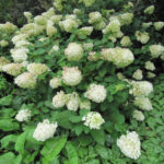 Hydrangea paniculata Сребърен долар