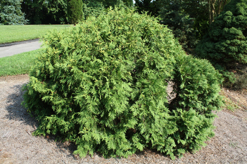 Thuja westerse Globoza