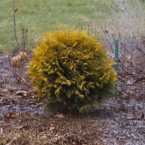 Thuja westerse Golden Globe