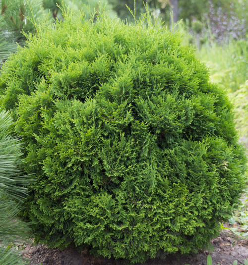 Thuja westelijke Holmstrup