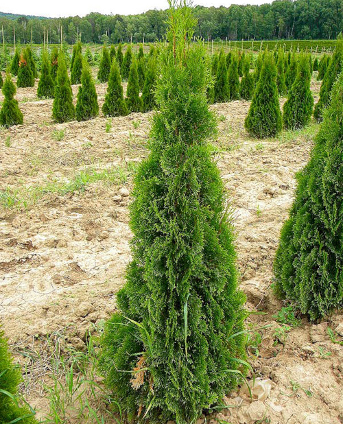 Thuja westelijke Columna