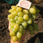 Galahad grape variety