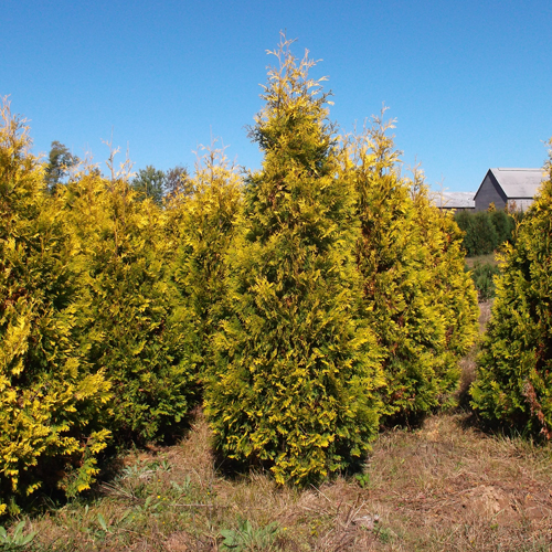 Thuja westelijk geel lint