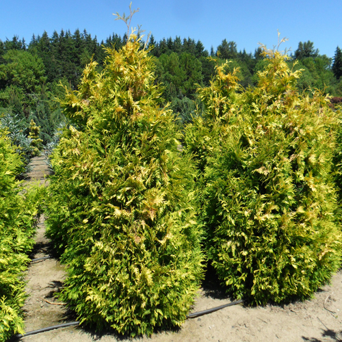 Thuja westerse Sunkist