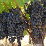 Сорт грозде Syrah (Shiraz)