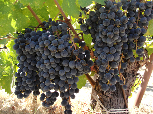 Сорт грозде Syrah (Shiraz)