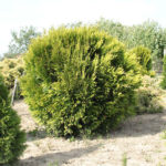 Thuja ha piegato Kornik