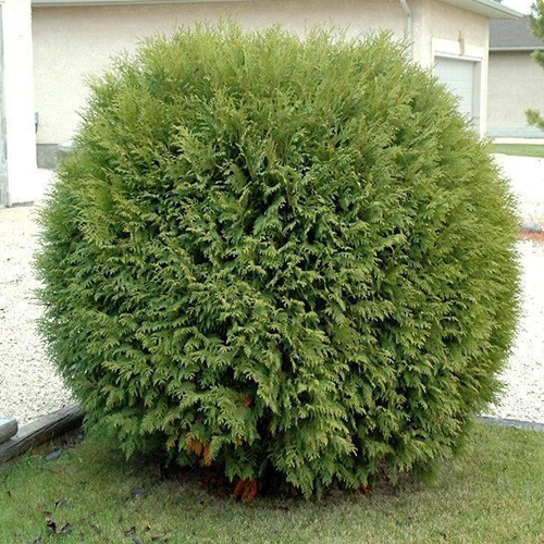 Thuja occidentalis Woodwardy